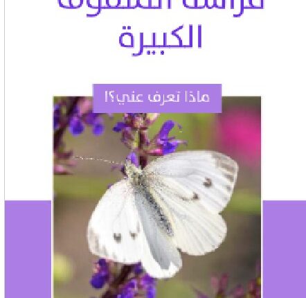 تحميل كتاب فراشة الملفوف الكبيرة ل مأمون عبد اللطيف الرحال PDF